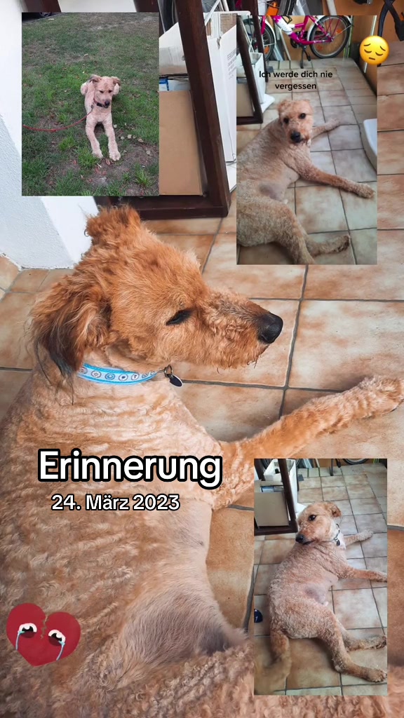 @Flens🐶🕊