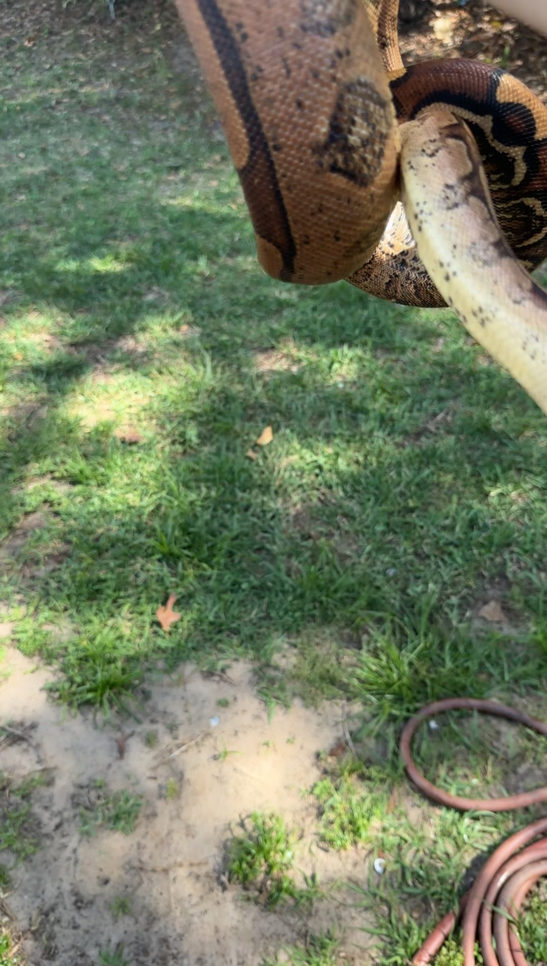 @A&L Reptiles