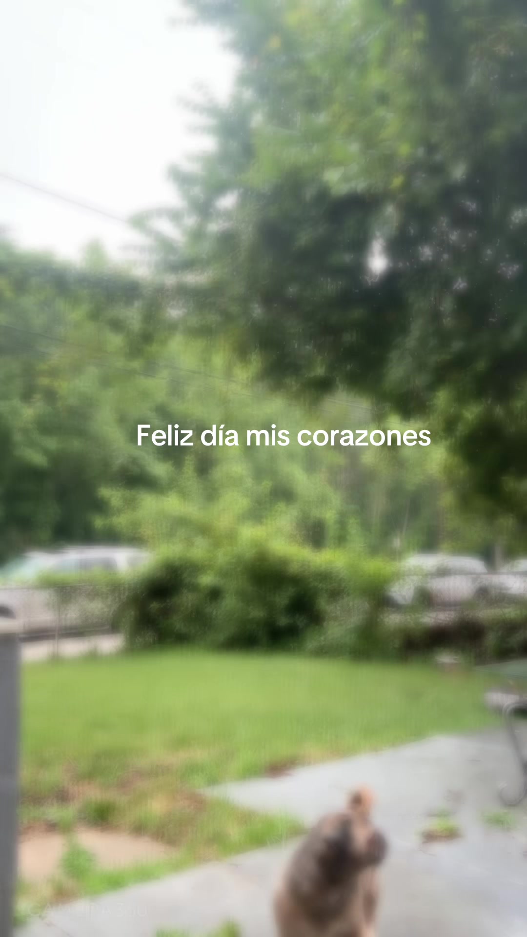 @Dolores Galeas