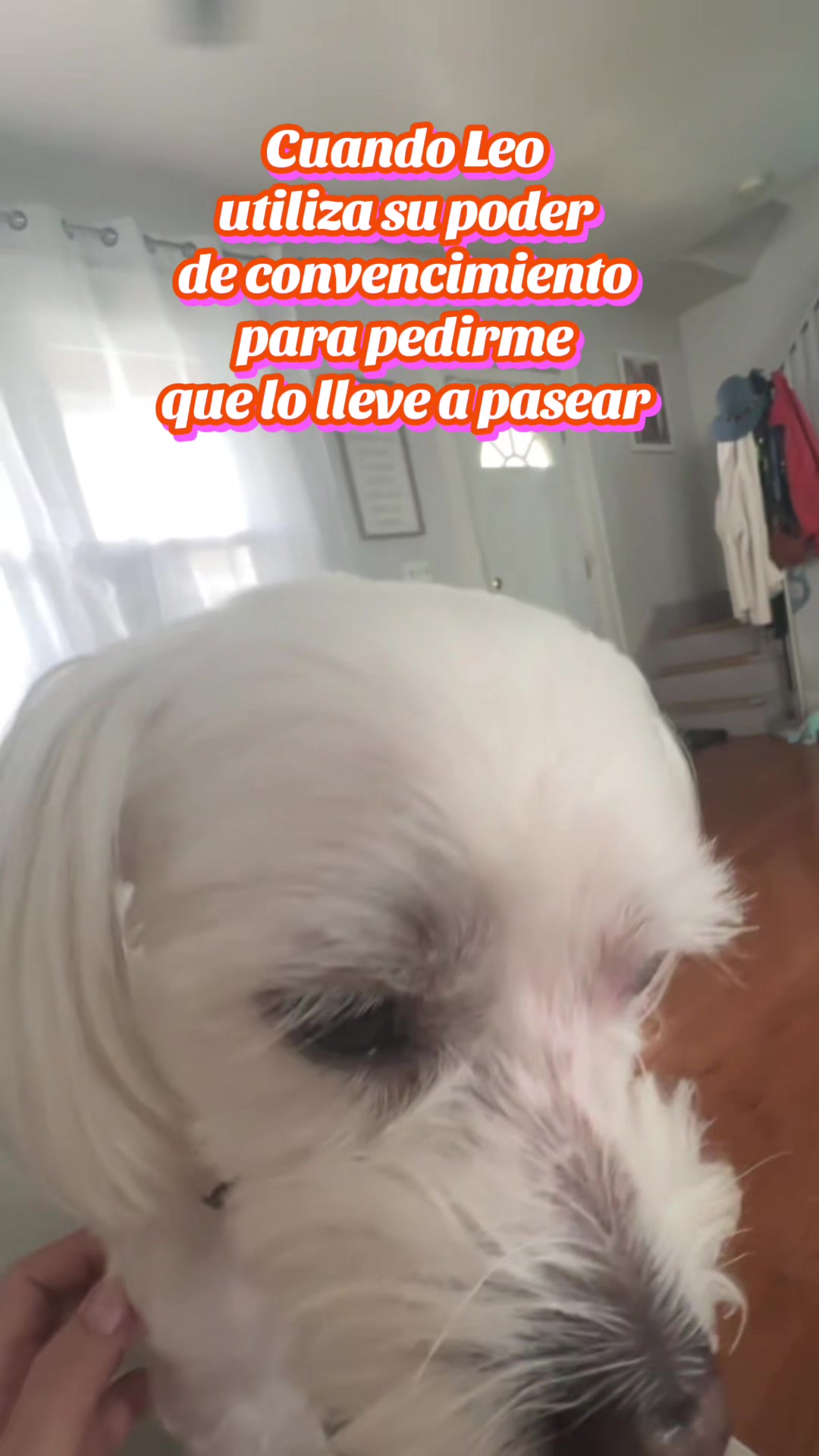 @💜Leo mi hijo de 4🐾🥰💜