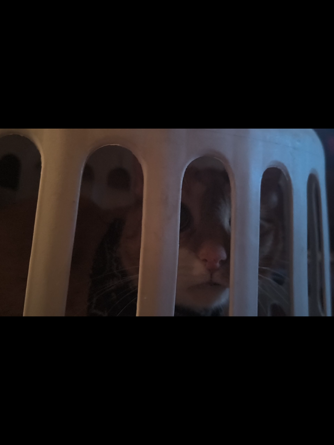 @Oskarcats