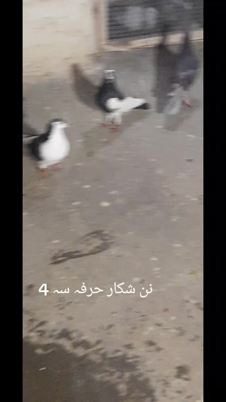 @chamanjanshoukmallroade
