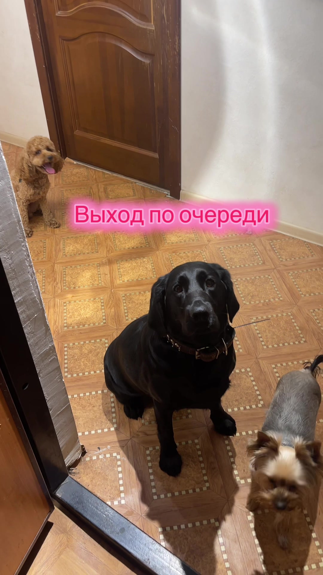 @Зооняня👉Алёна Ващенко