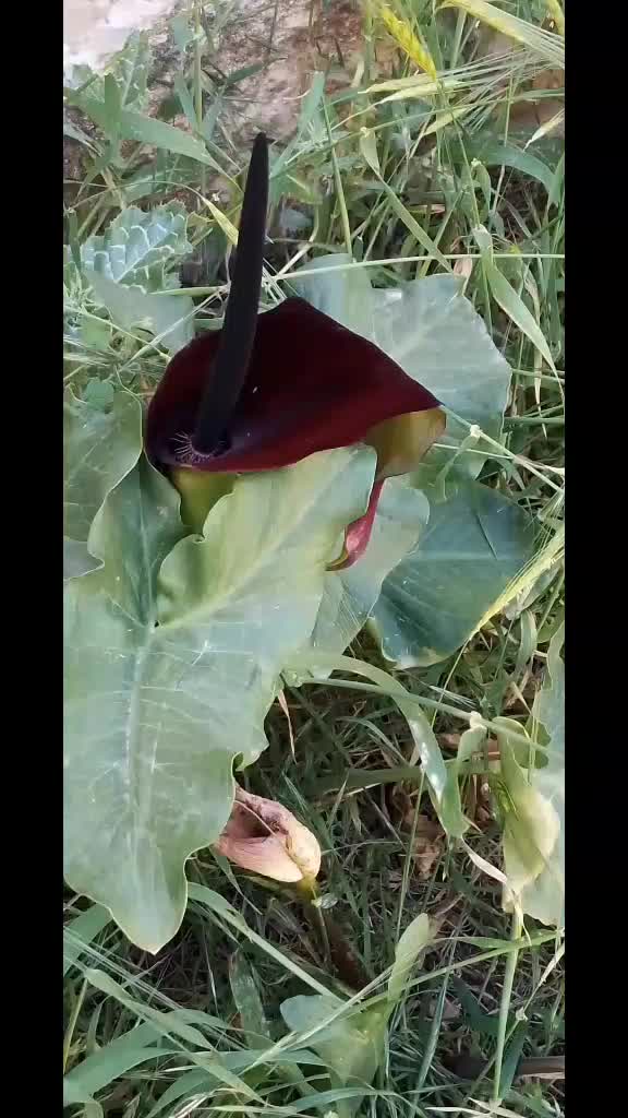 @urban_nature