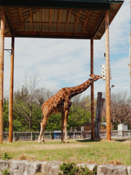 @Sedgwick County Zoo