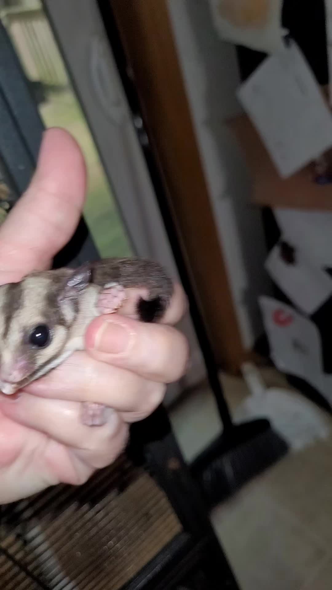 @My Little Exotic Zoo