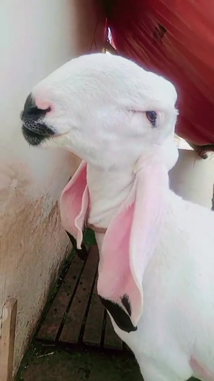 @Al_Khaf Cattle Farm, 🖤