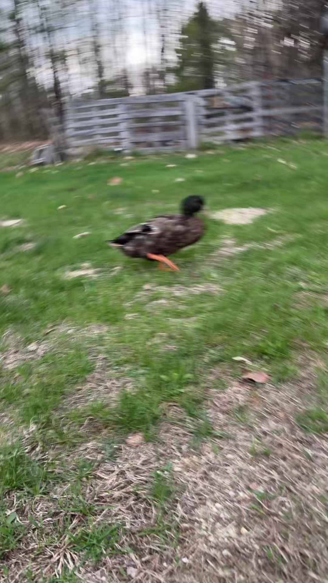 @Cluck and Waddle Farm Rescue