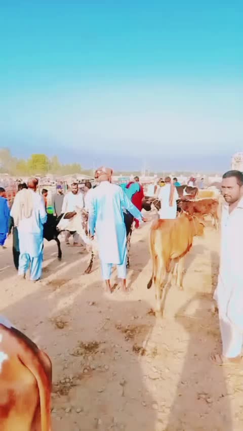 @mazhar Iqbal layyah wal