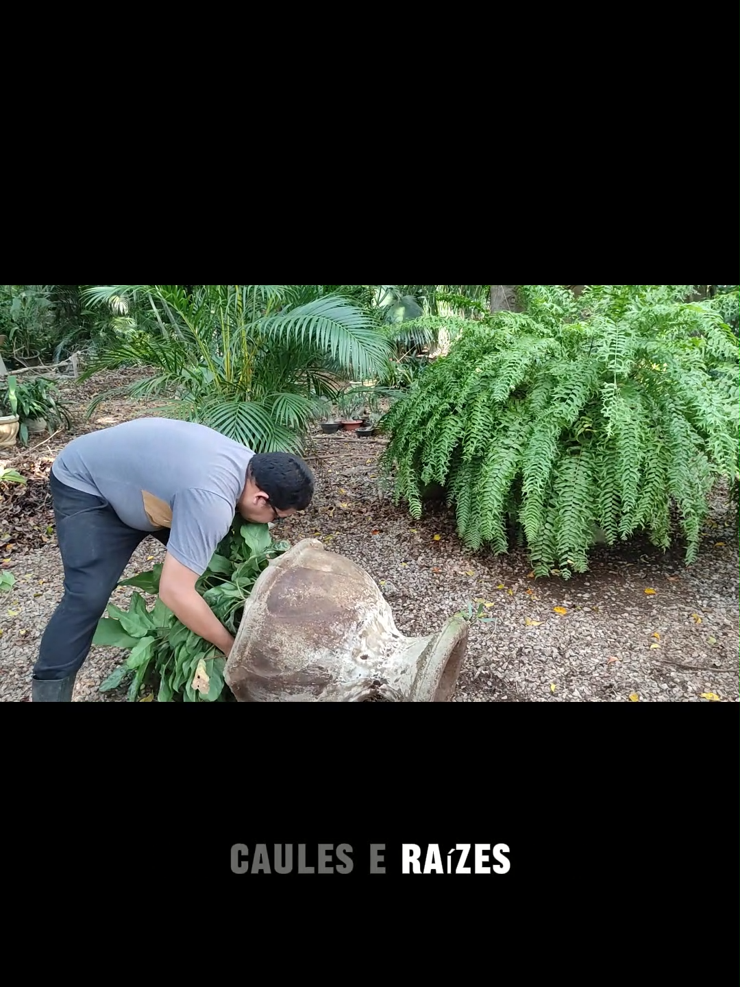@Plantas