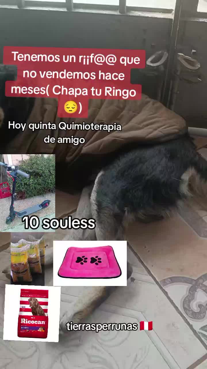 @Asociación T.Perrunas🐕🐈🇵🇪