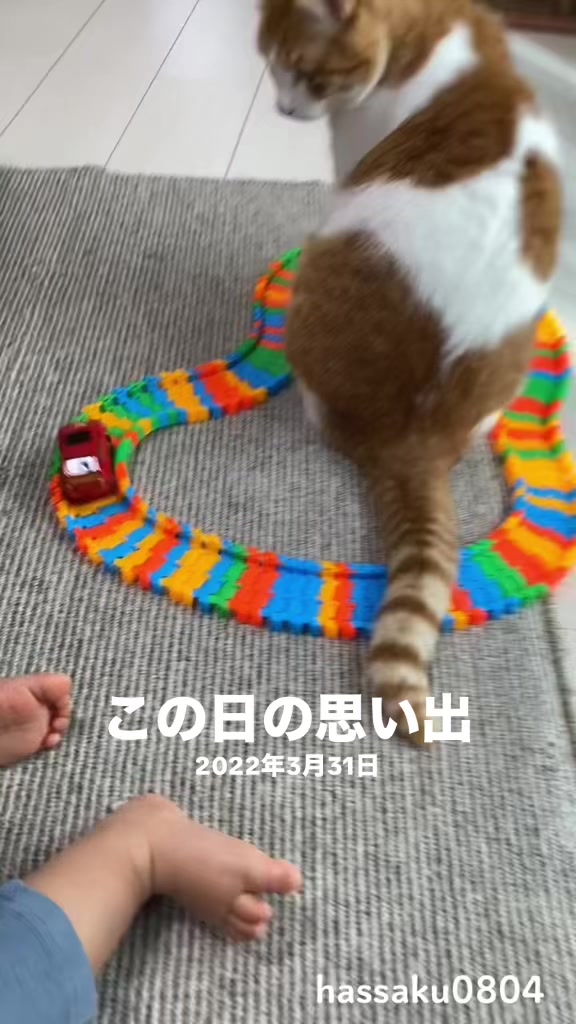 @猫のはっさく