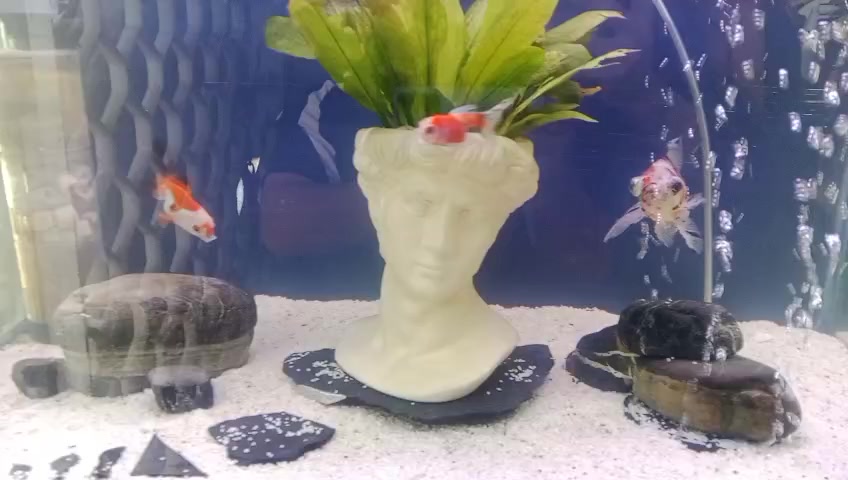 @Rodrigo EXOTIC AQUARIO