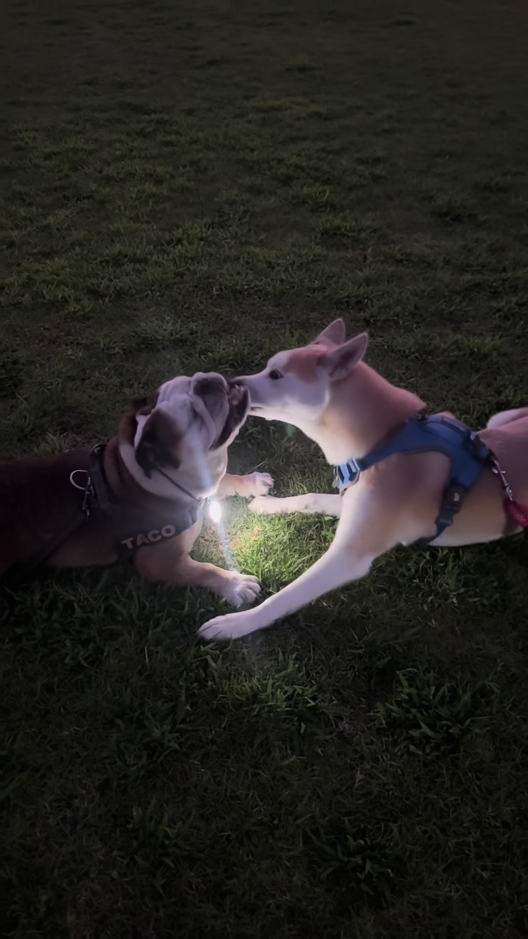 @Taco 🐶🧿