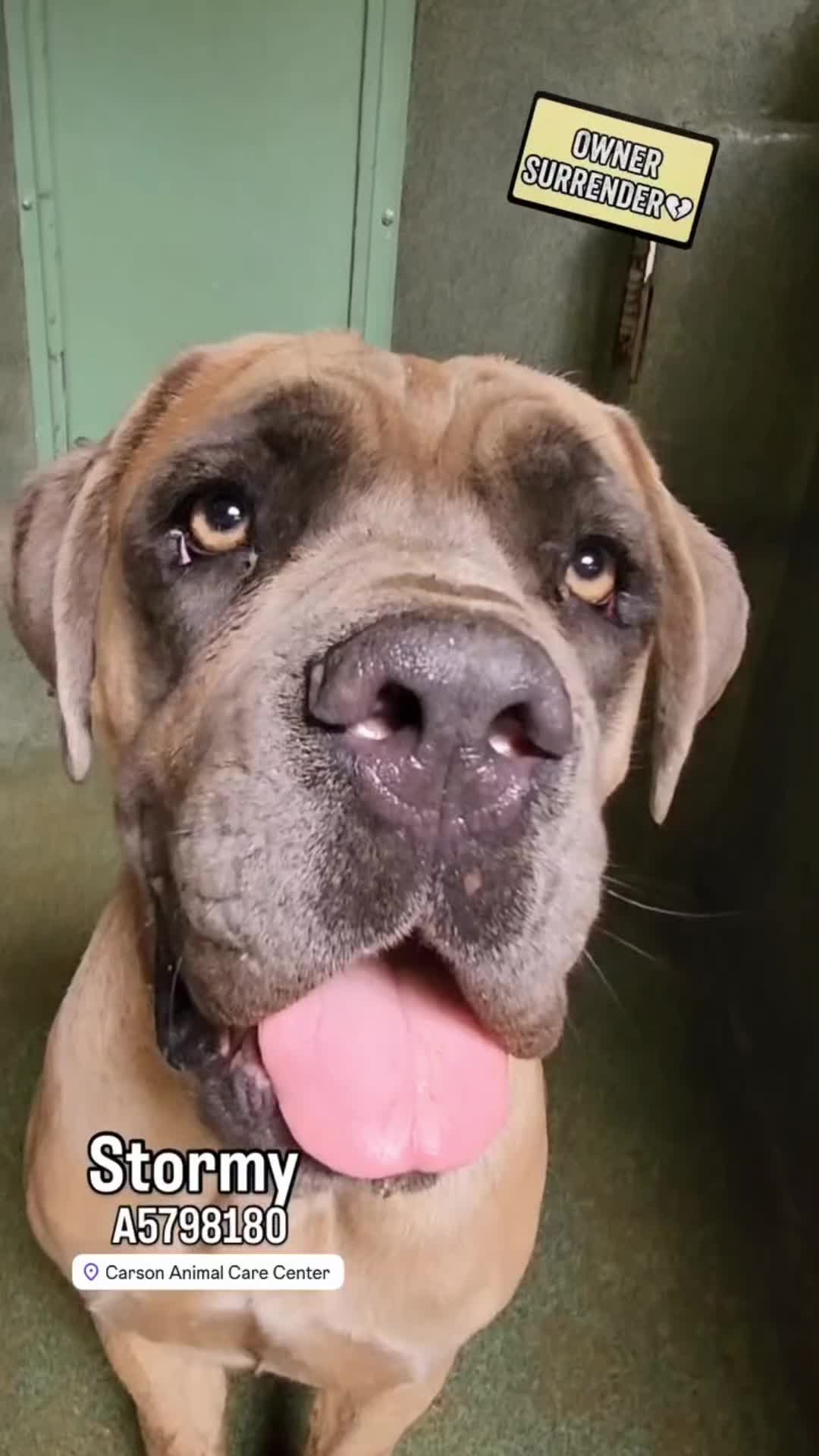 @Cane Corsos