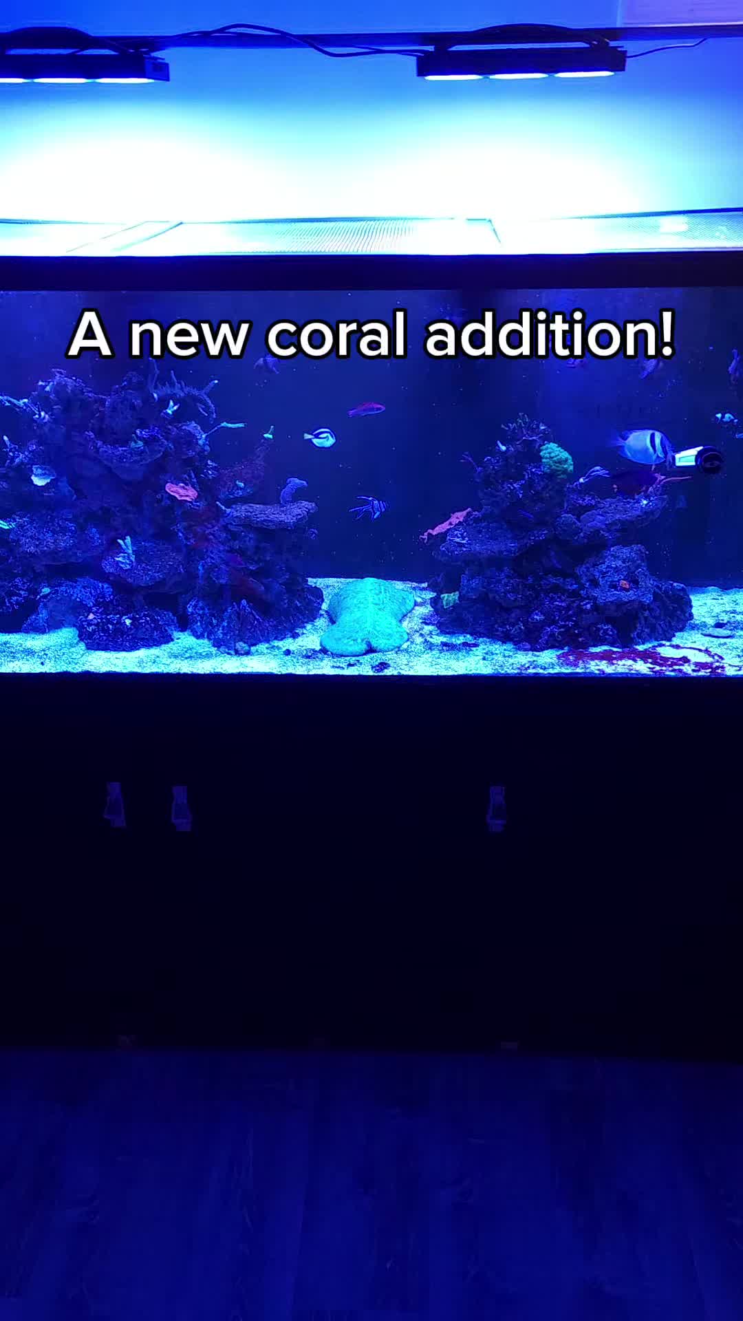 @Mike's Reef Tank