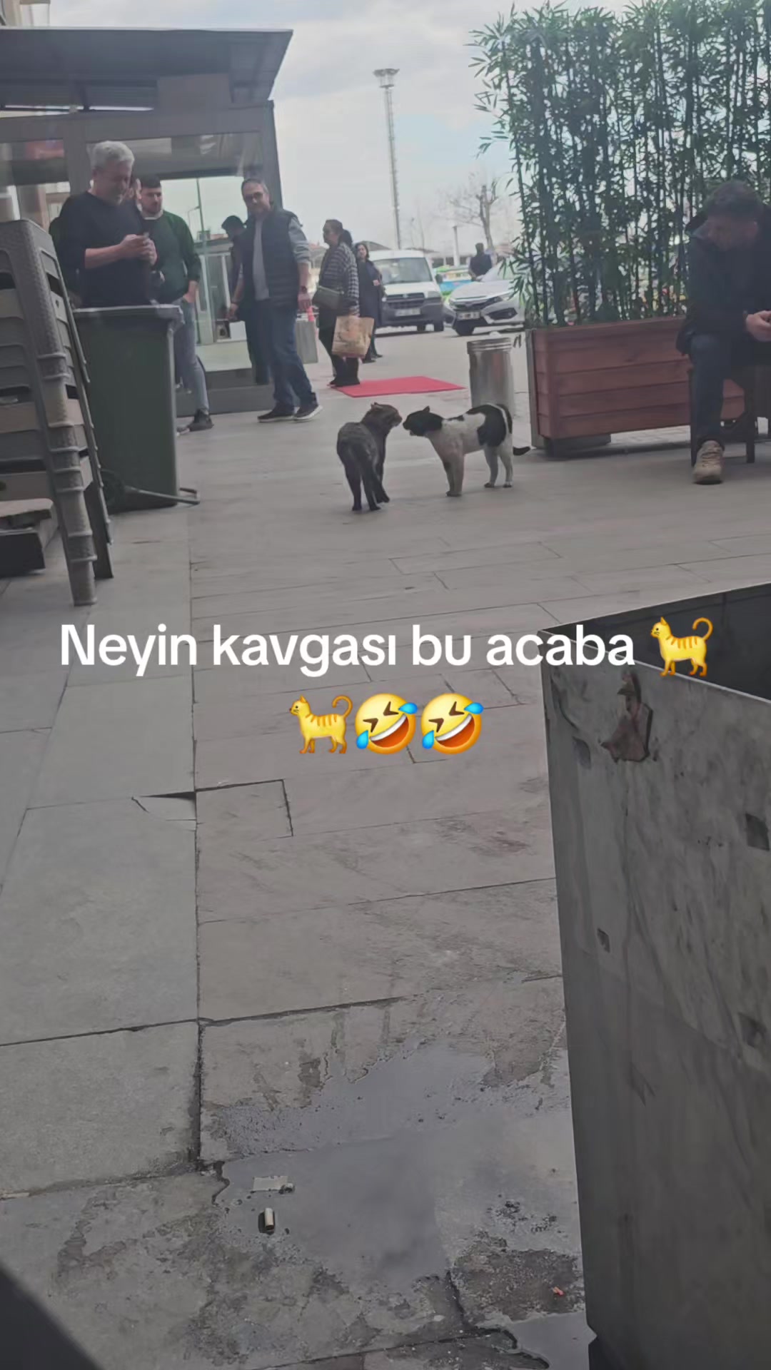 @Muro_Baskan