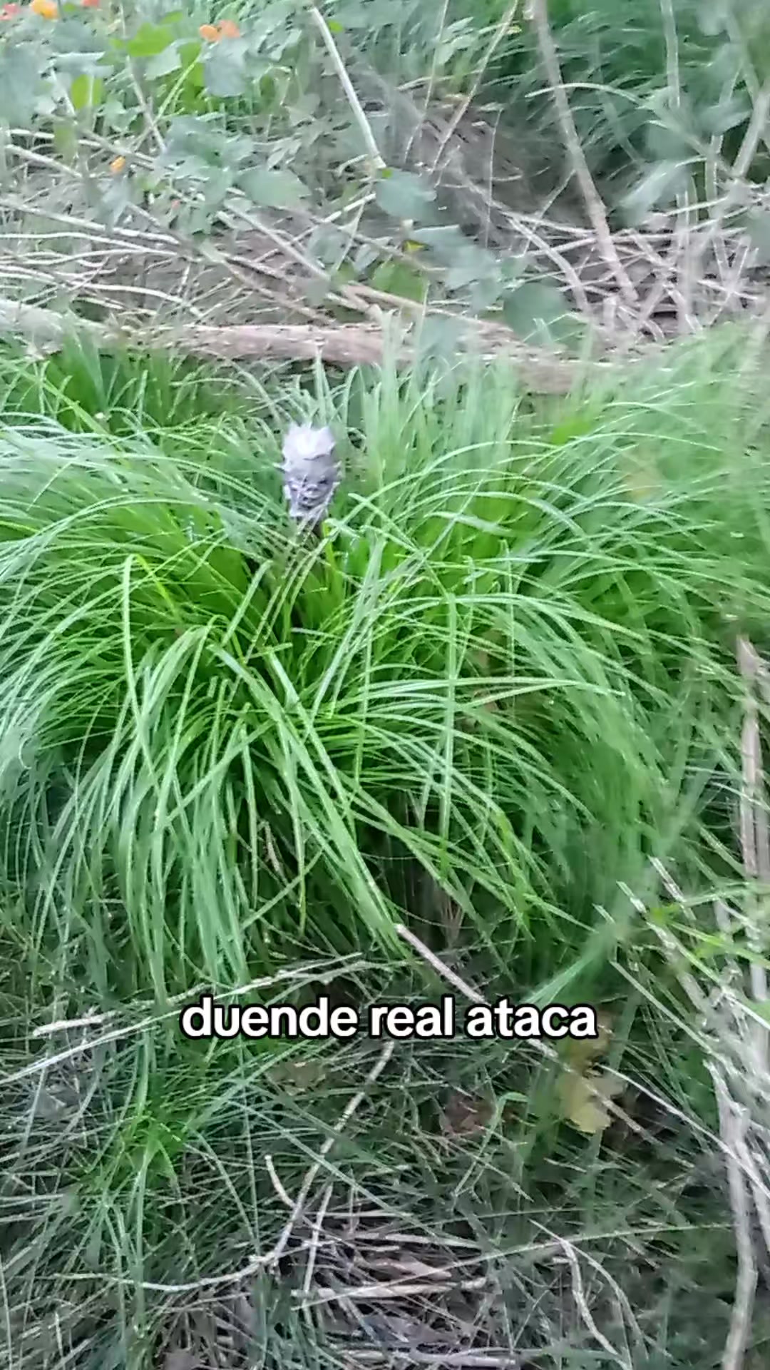 @Falopita el "g&uuml;ende"