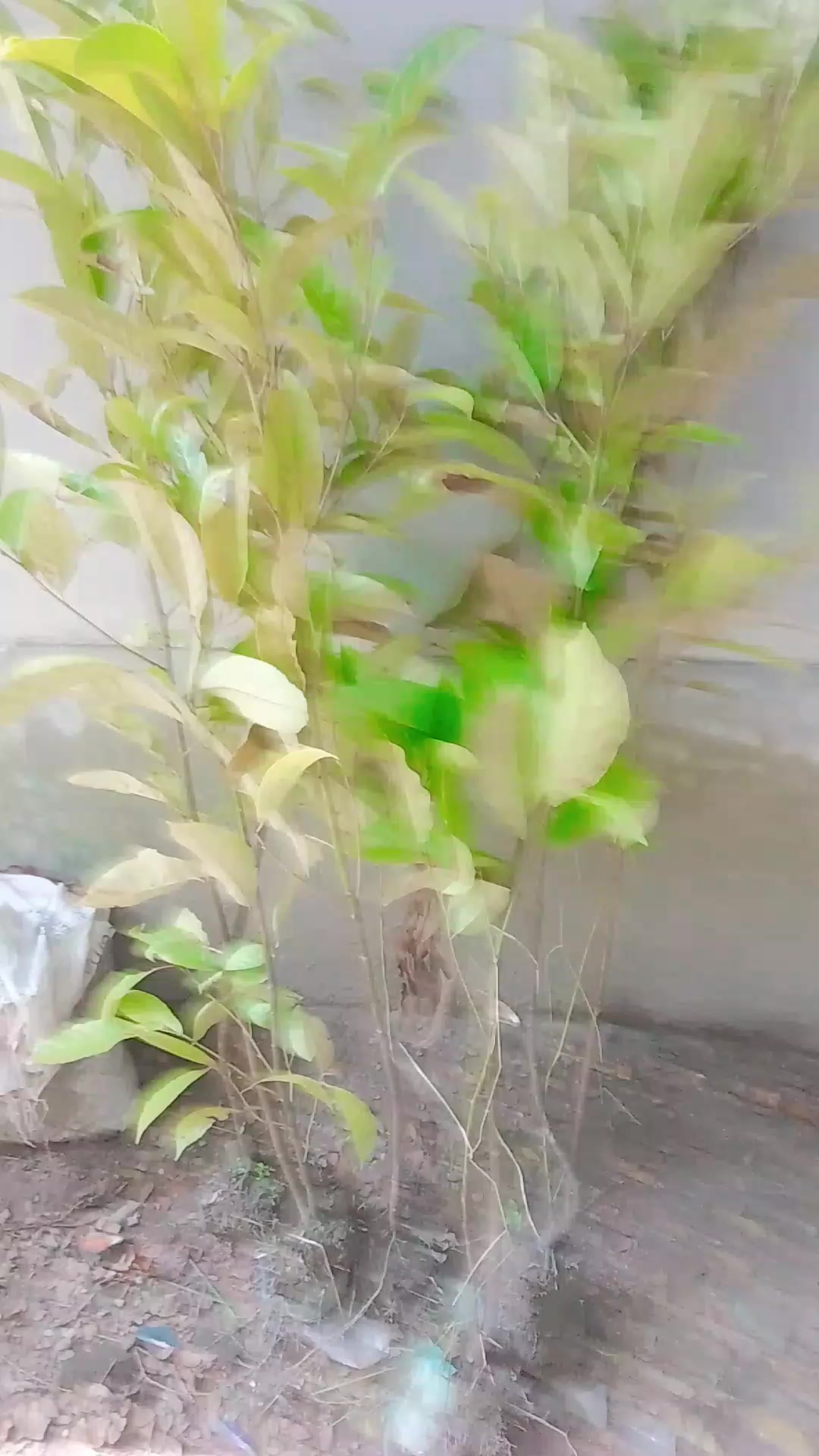 @মাটিইশেষ ঠিকানা"নাসিংস্টুডেন্ট