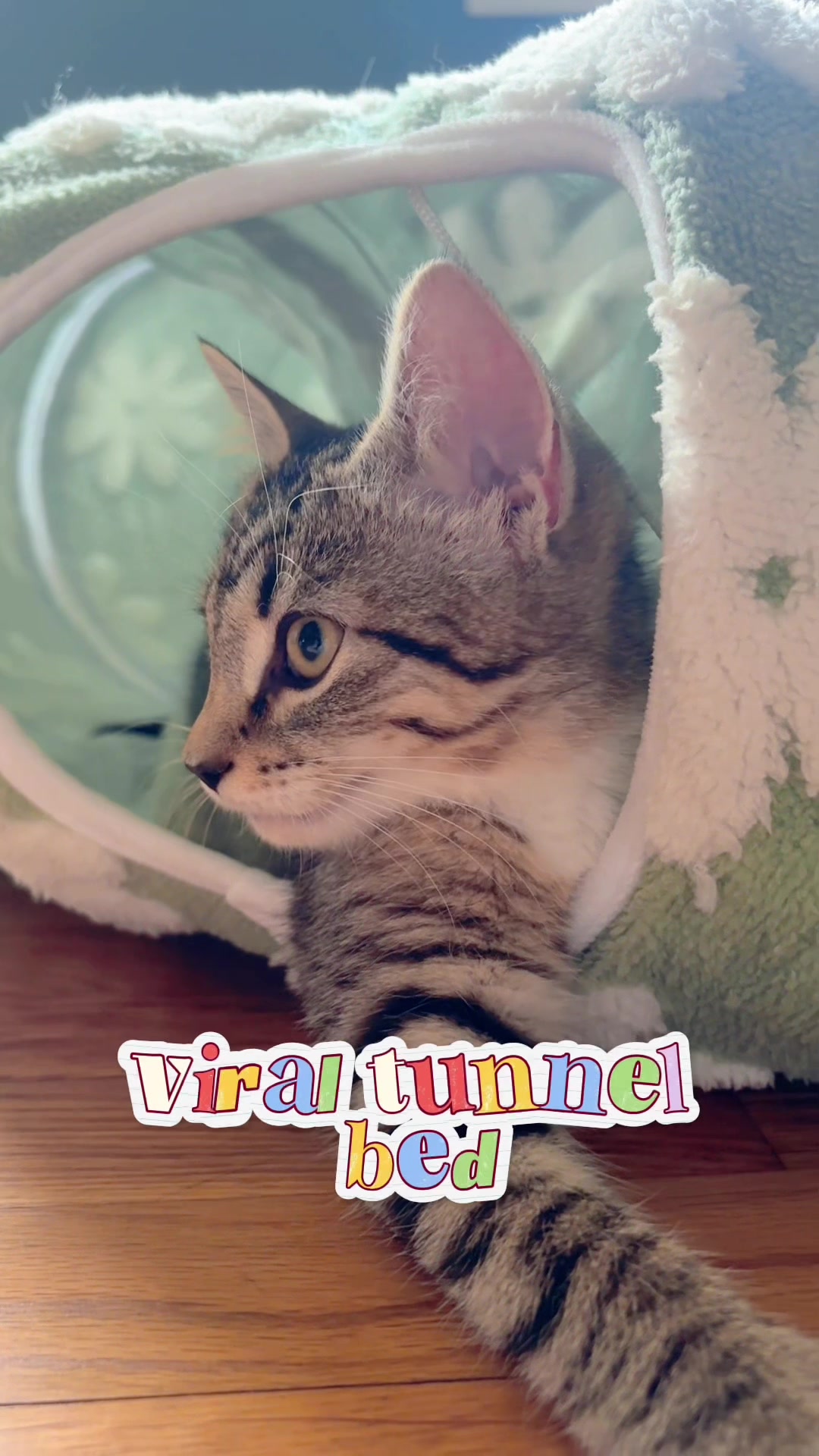 @Juno 💫🐈