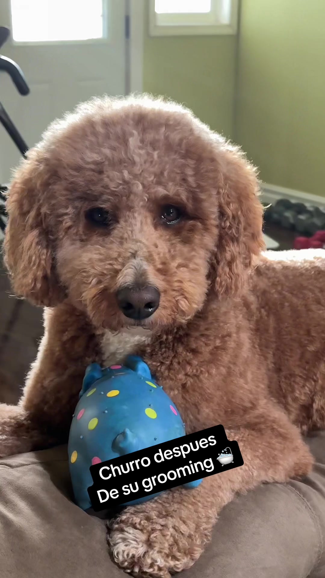 @Reyna y Churro 🐶😍