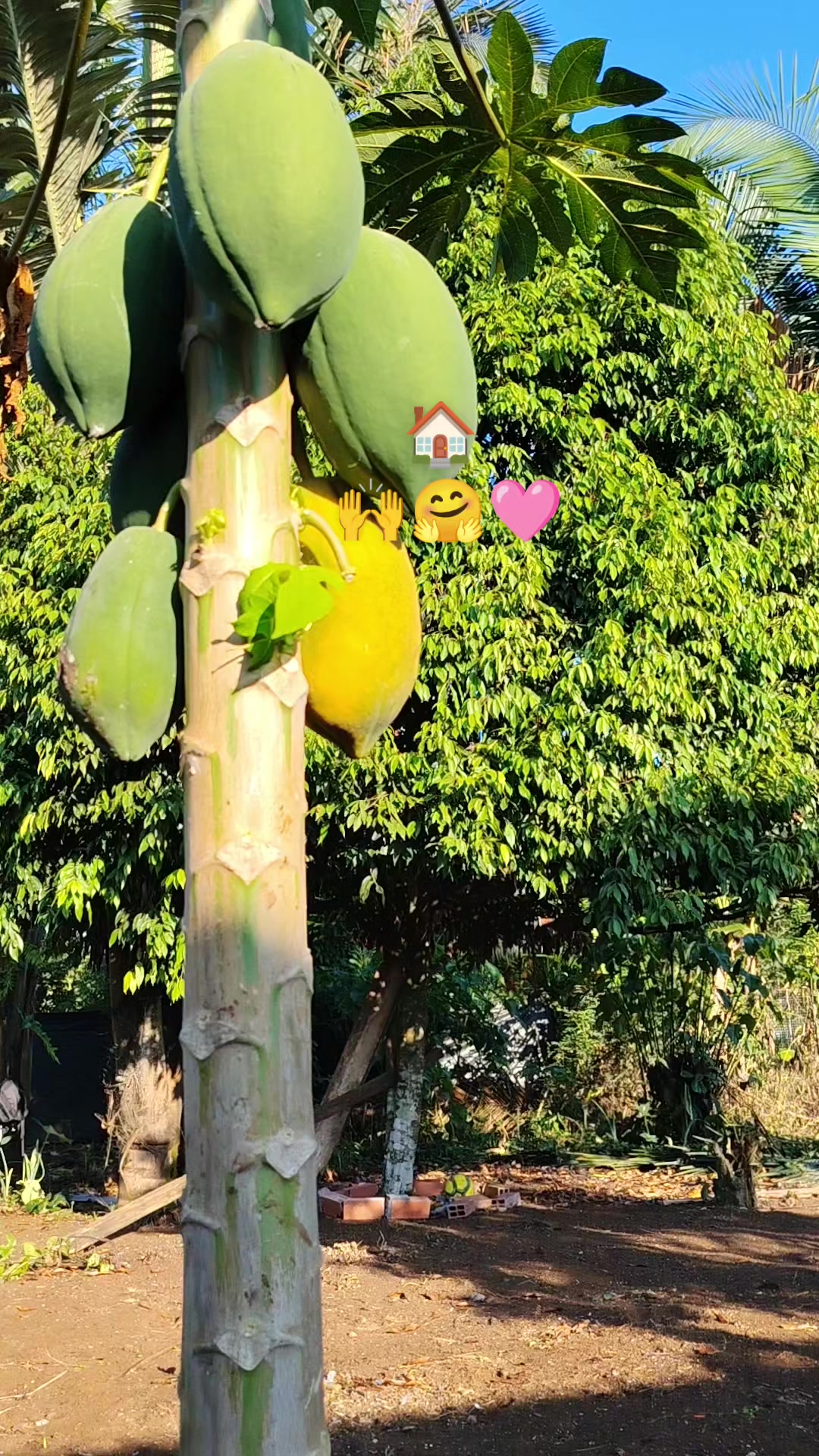 @🦚✨💎 NANTAR 💎✨🦜