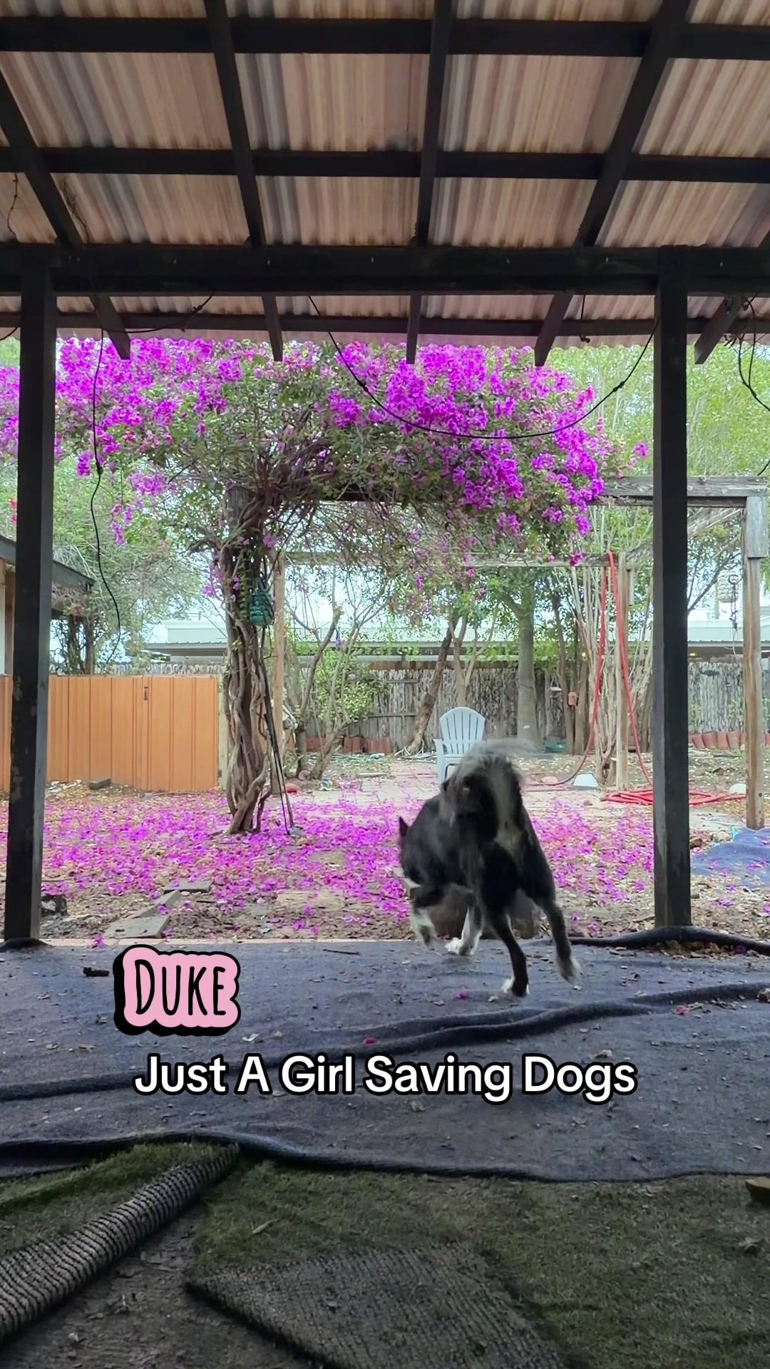 @Just A Girl Saving Dogs