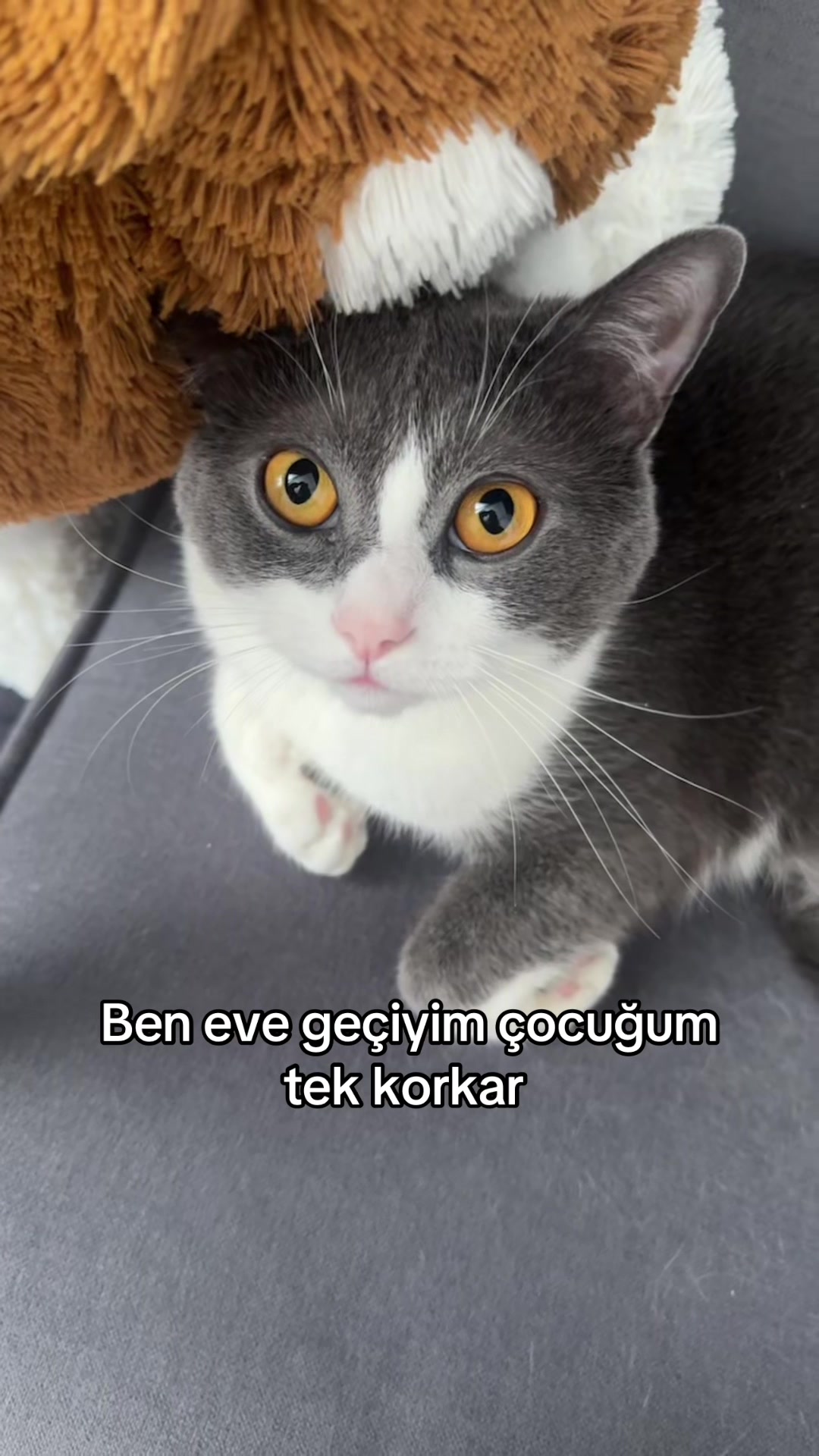 @şy