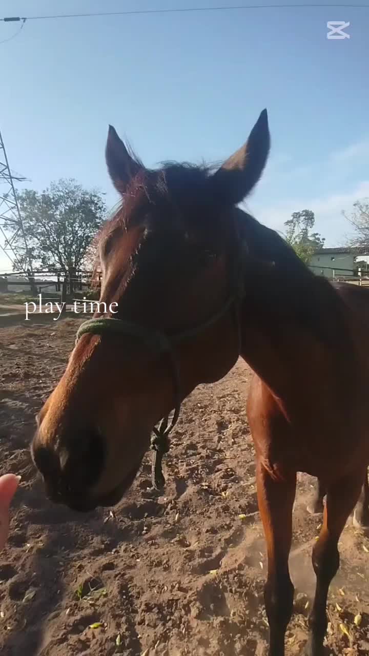 @equestrian