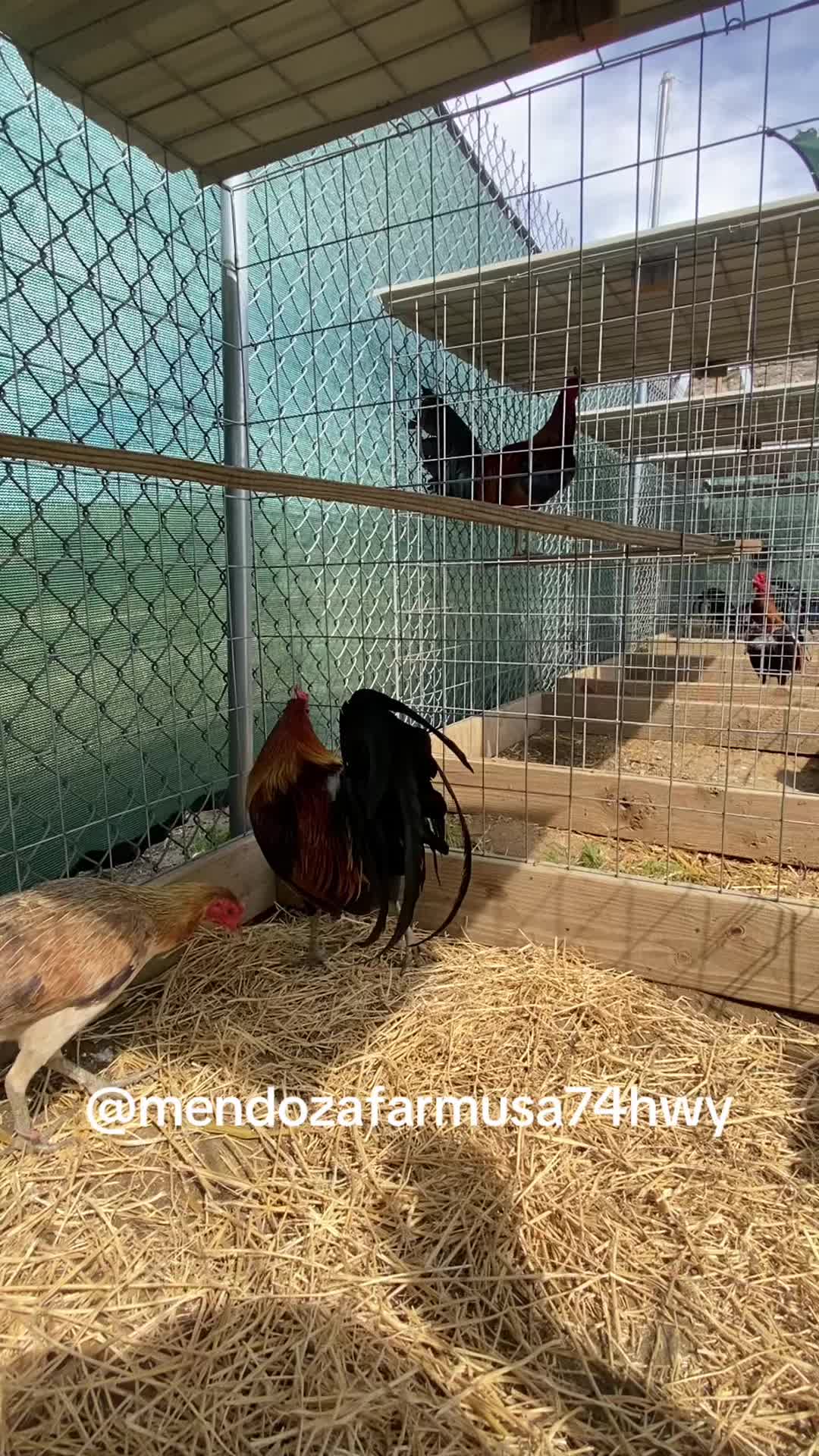 @A.MENDOZA.FARM.USA 74HWY