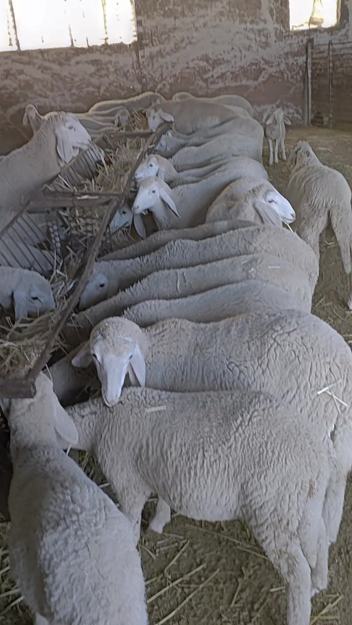 @طبيب بيطري و أفتخر