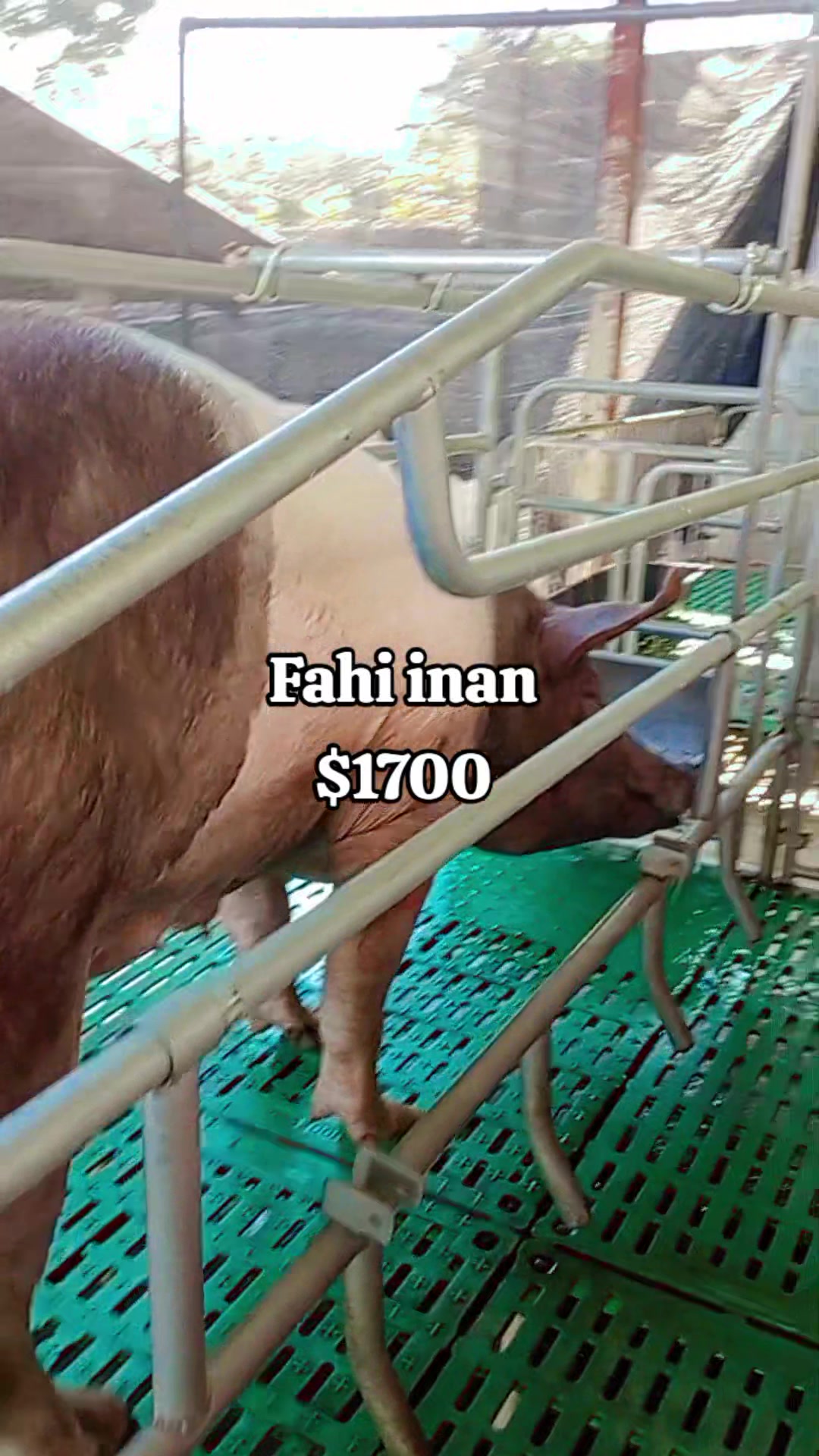 @W4 Pig Farm