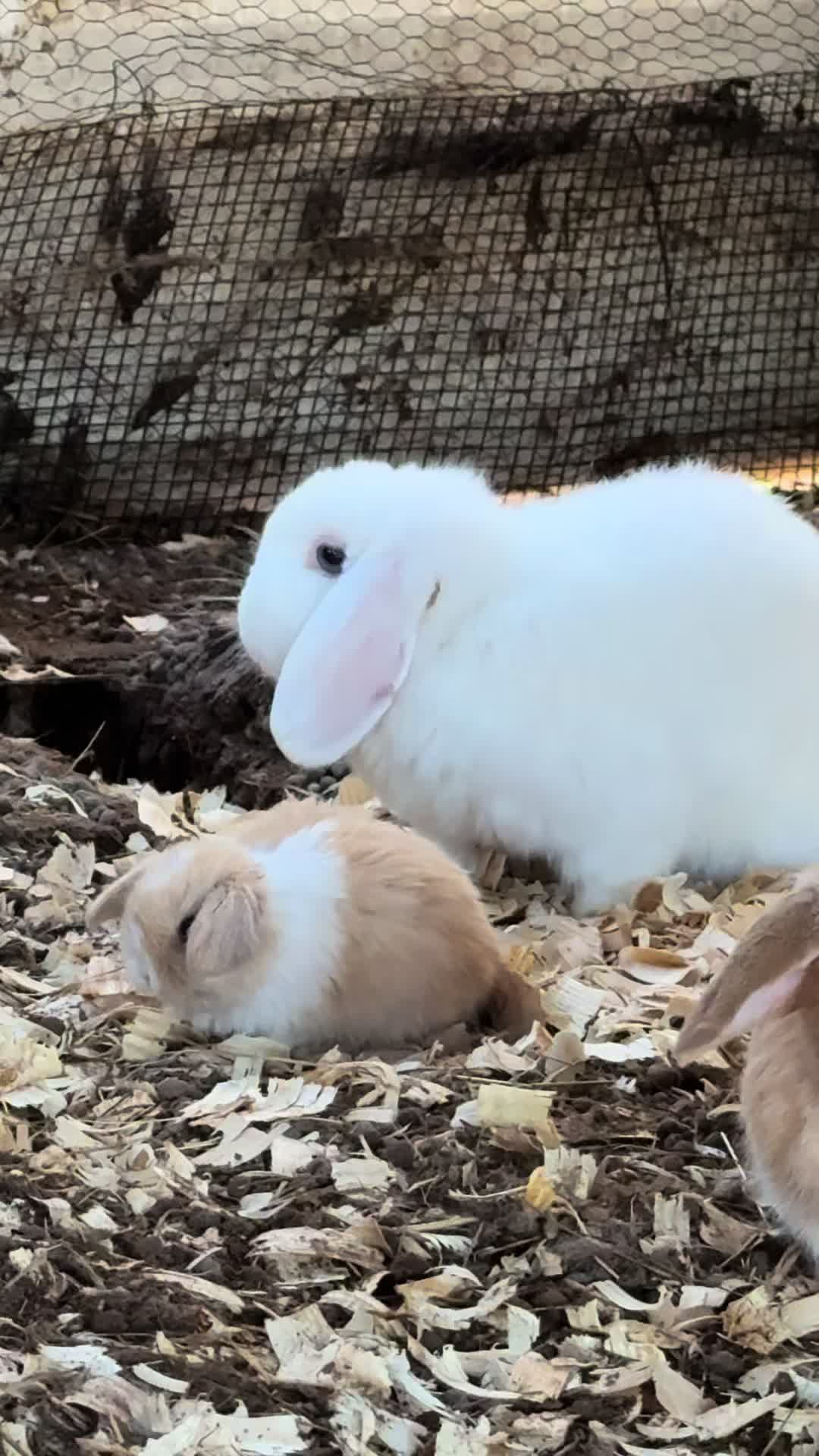 @JEPsFarm