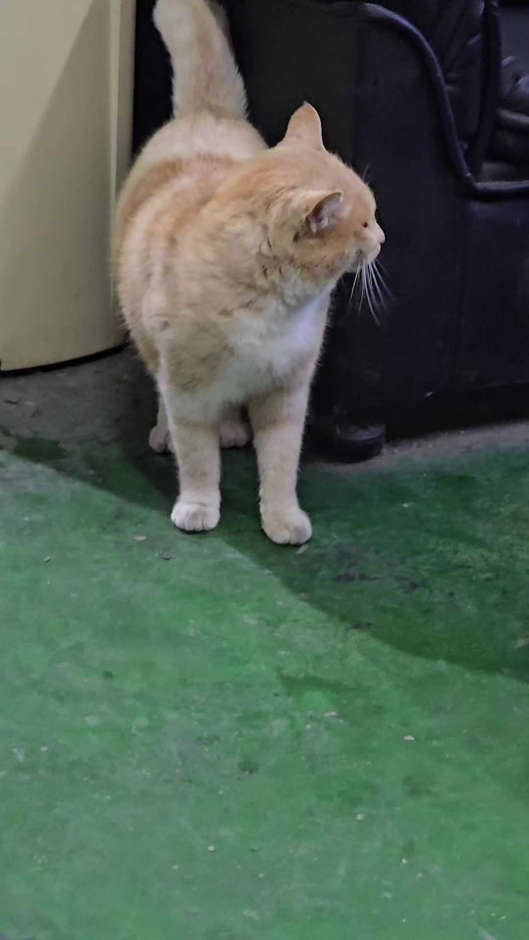 @고양이 형아