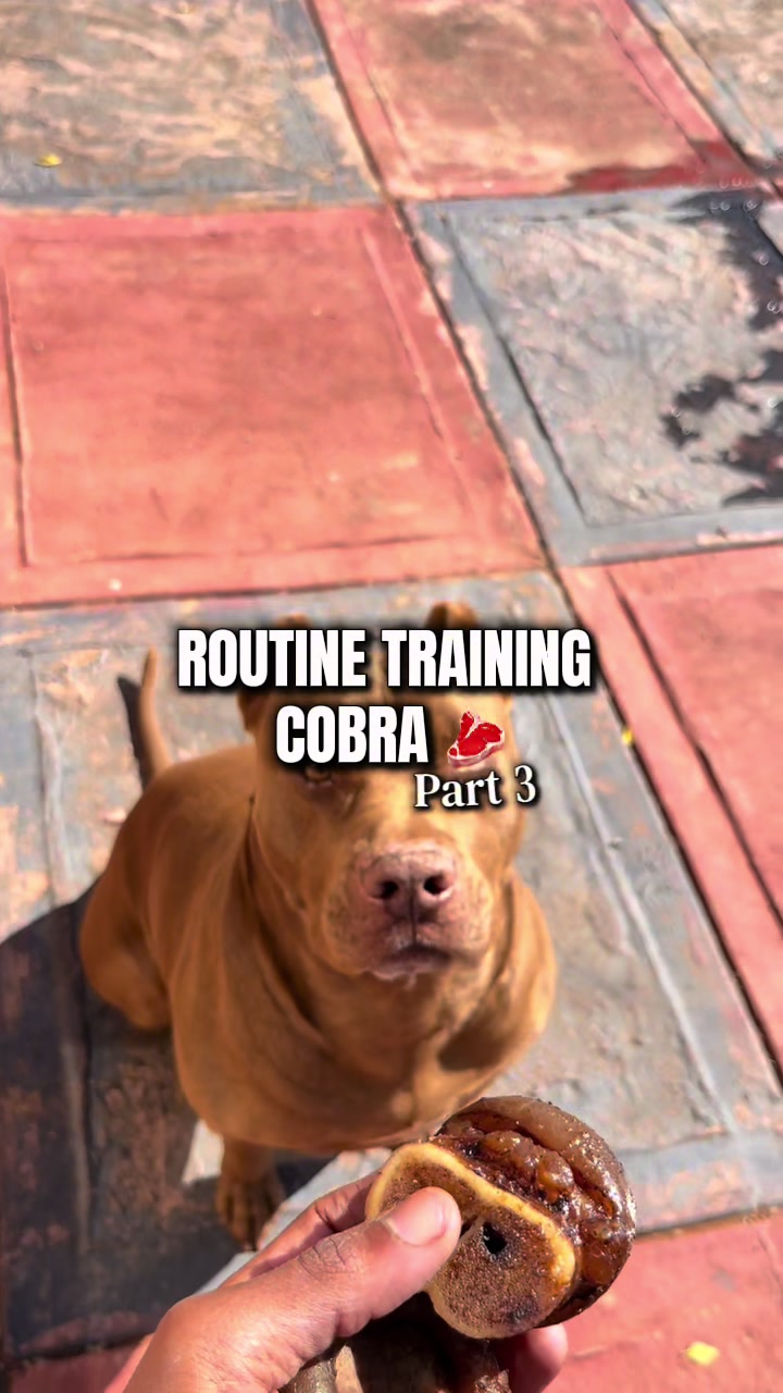 @Cobra K9 | American Bully🦴🐾