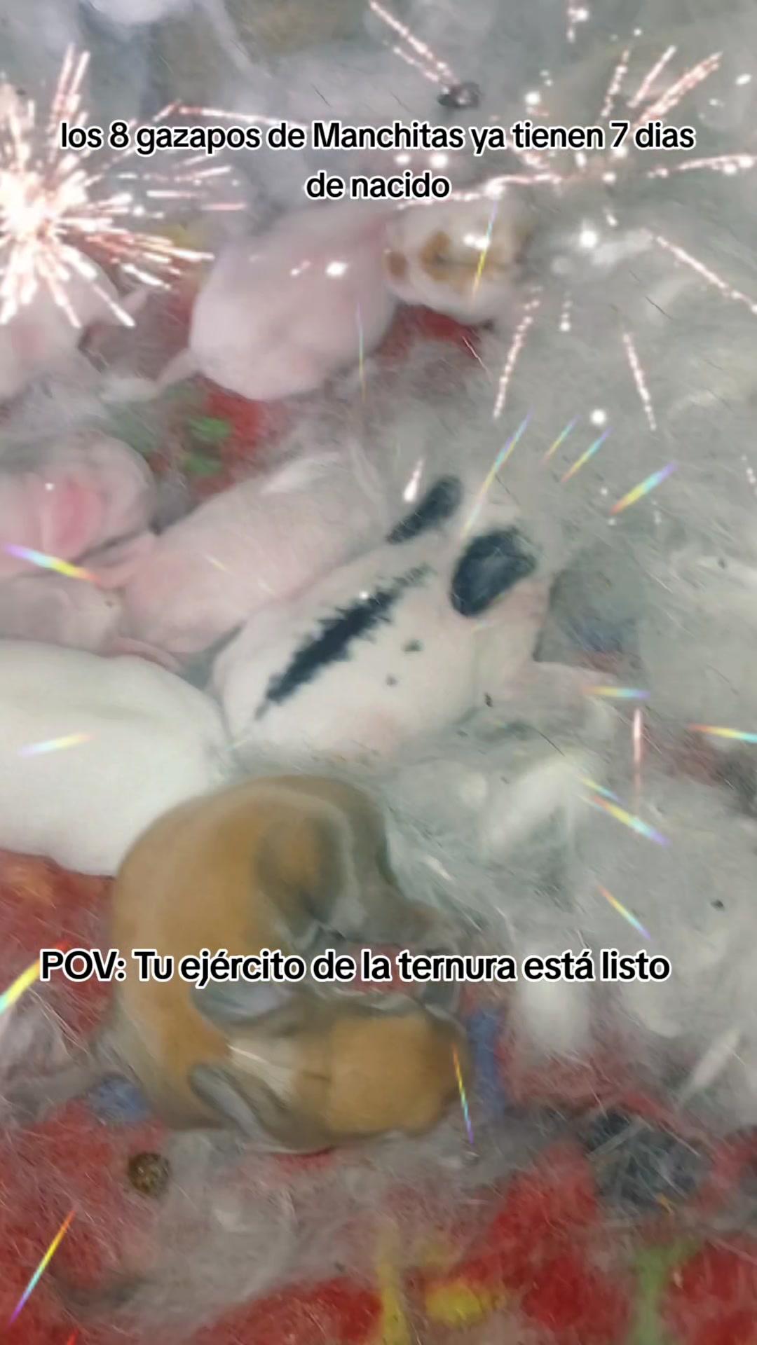 @onur kia triana y rayko