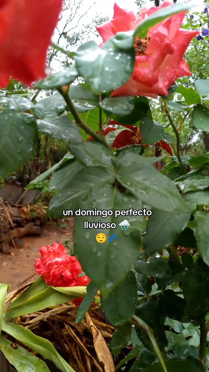 @&hearts;️💙&Auml;l&euml;x&auml; 🫧💖🍒🍓