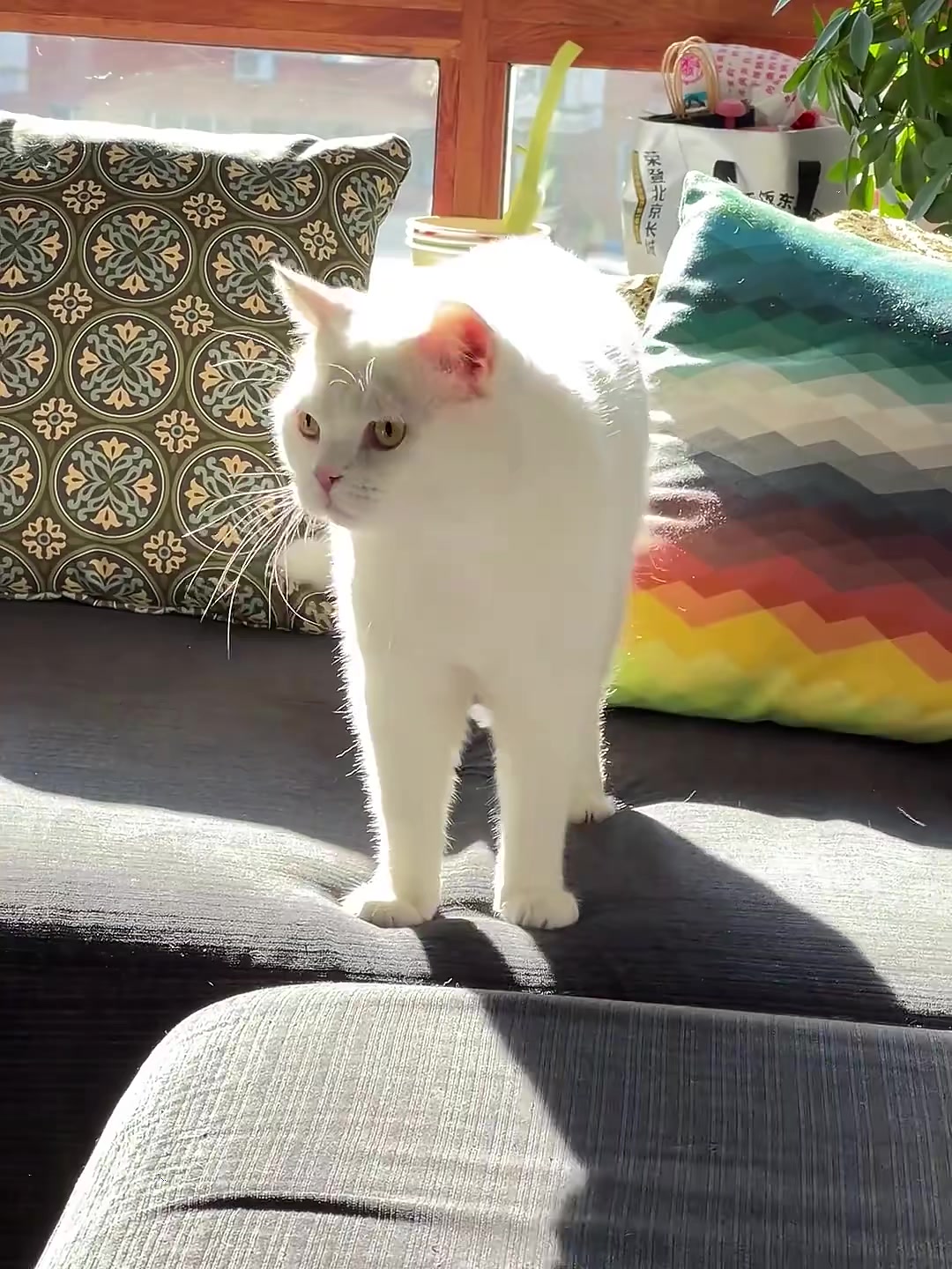 @๐๐ข๐๐ฃ๐ข๐ ๐นญโ.ห