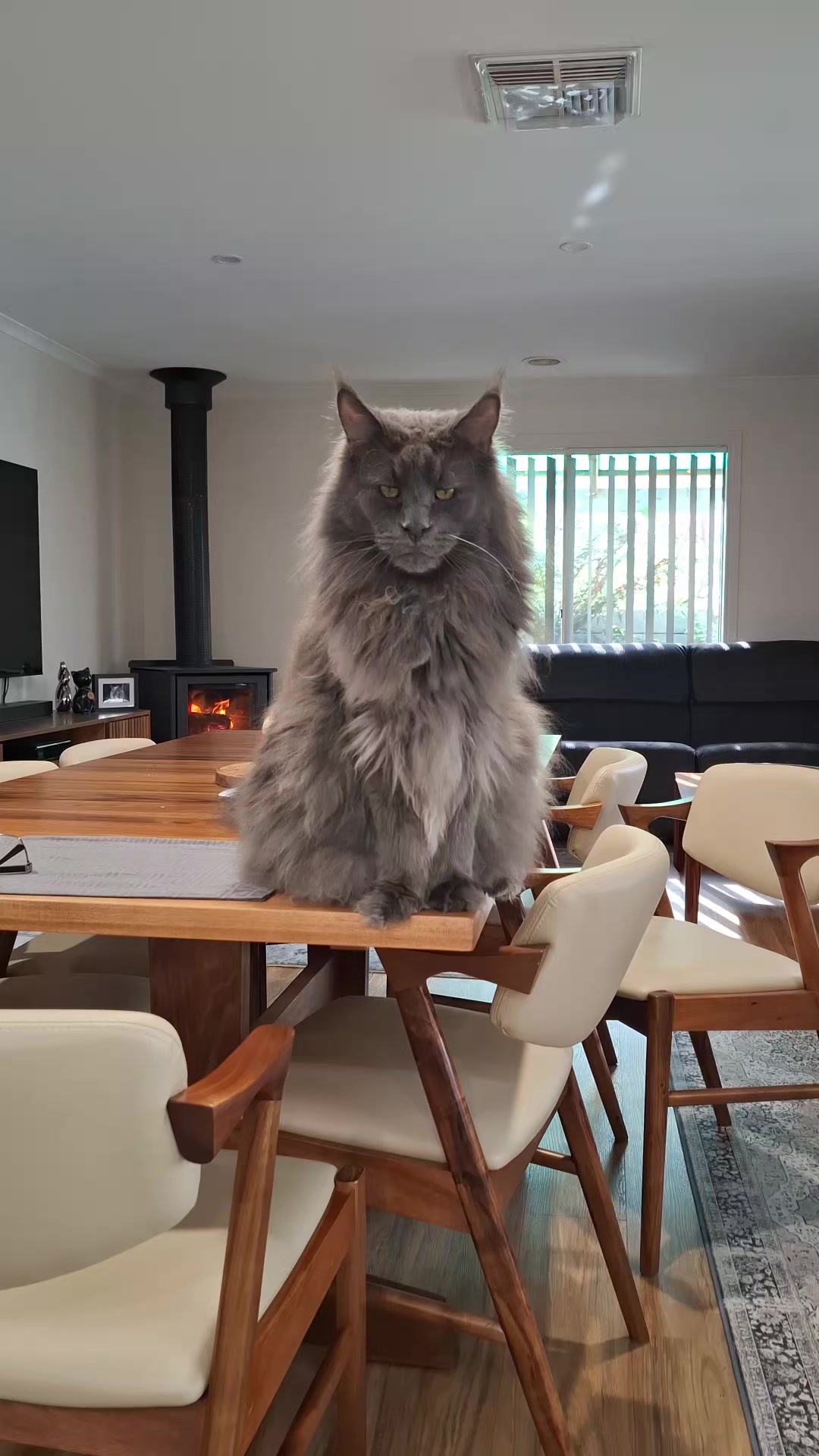 @Ragnar the Maine Coon 🐈