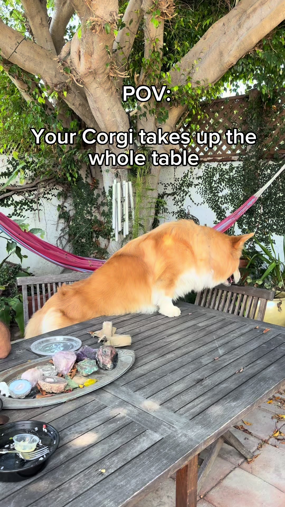 @apollothecorgimute
