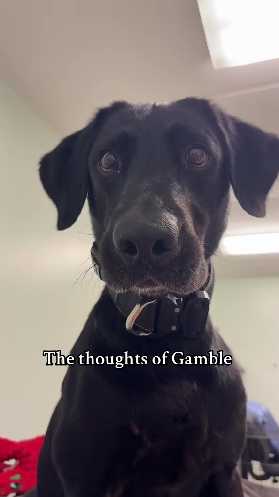 @Sammy | Dog Trainer