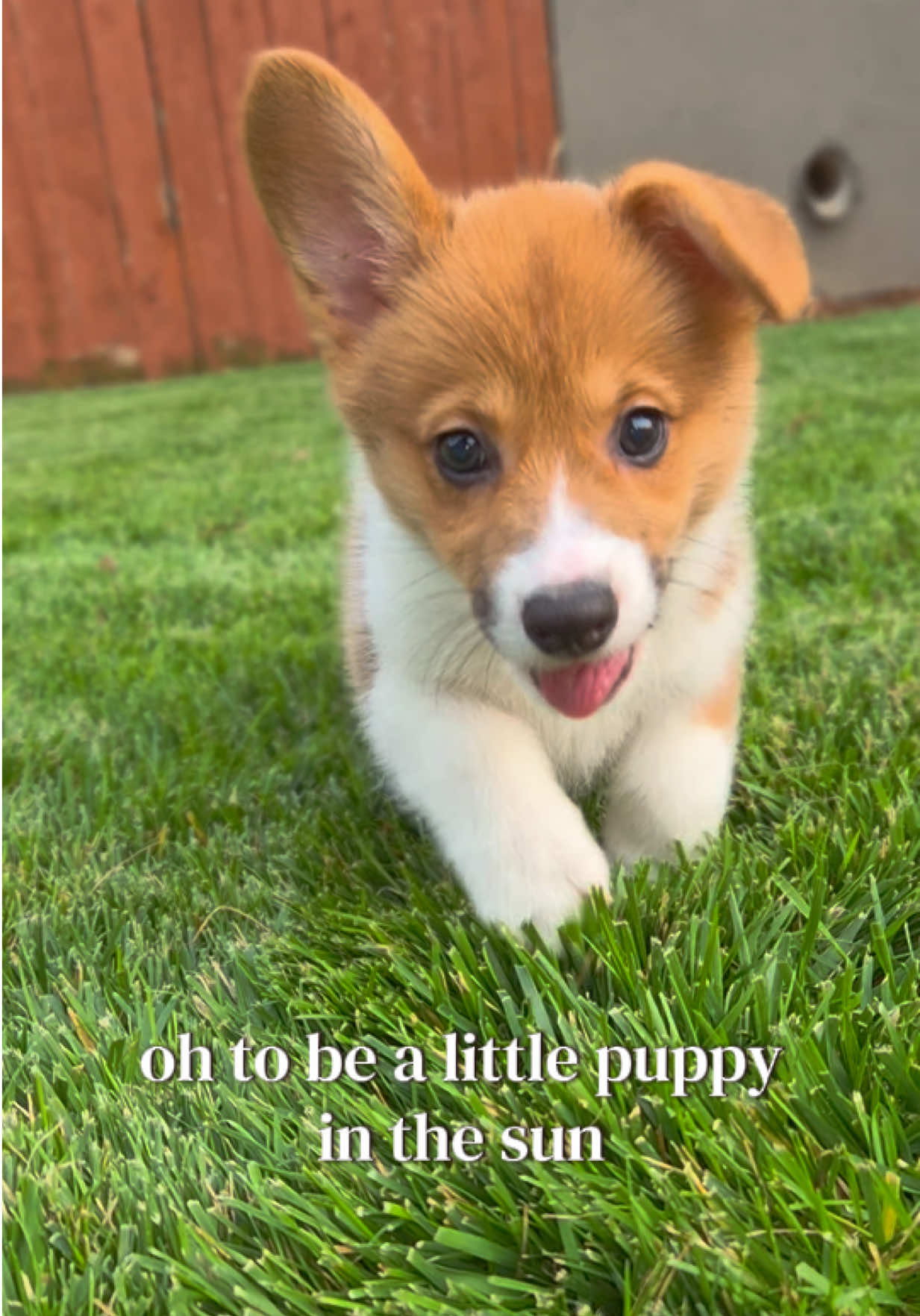 @Petland Oklahoma City