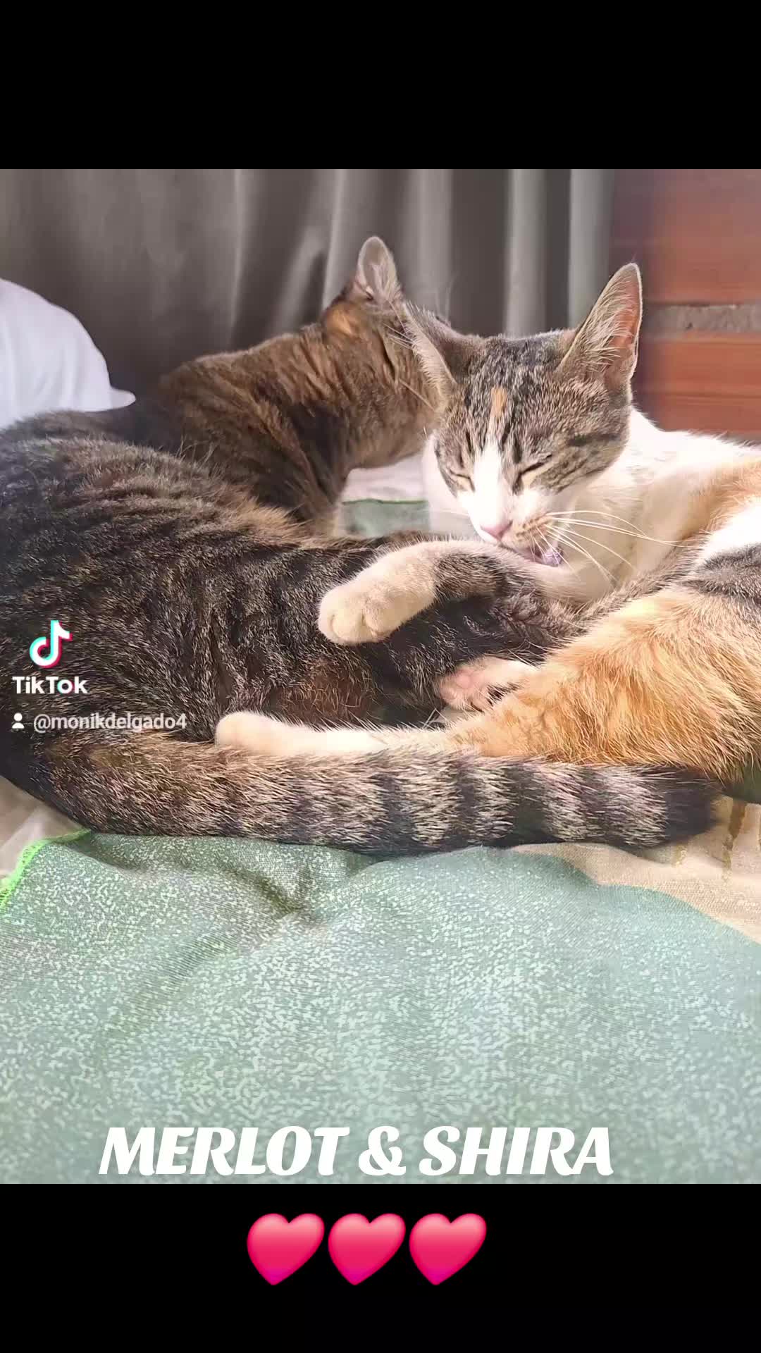 @Monik Delgado🦊
