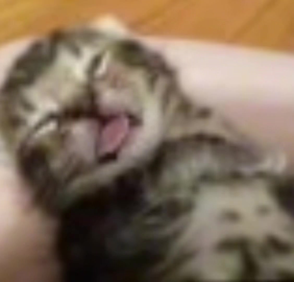 @#котыприколы