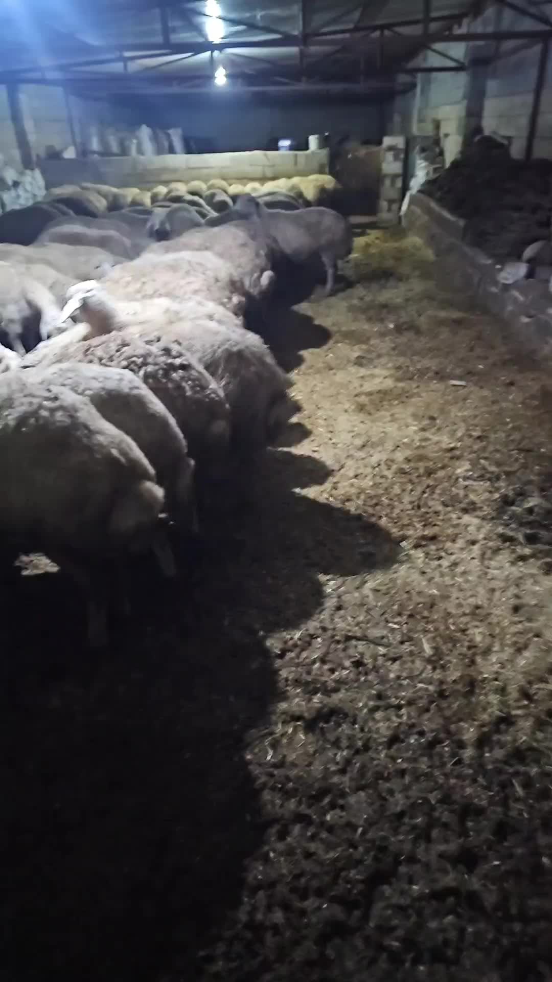 @EMİNOĞLU BESİCİLİK