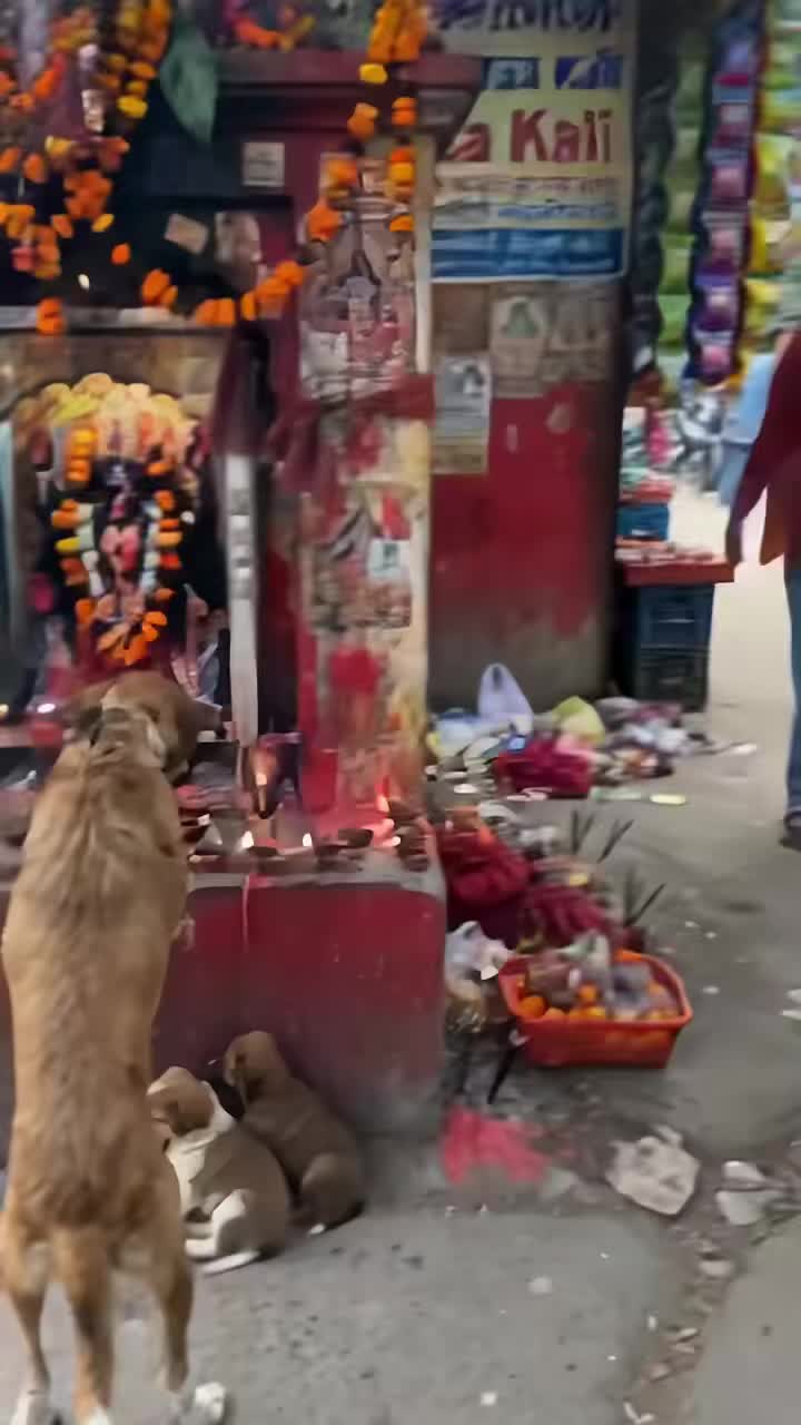 @bhakti.chapagai