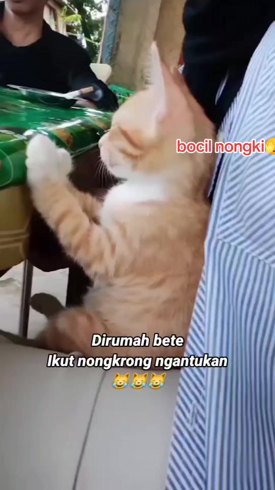 @#NDAnya Kucing#