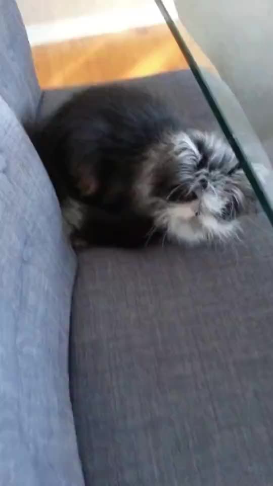 @atchoumthecat