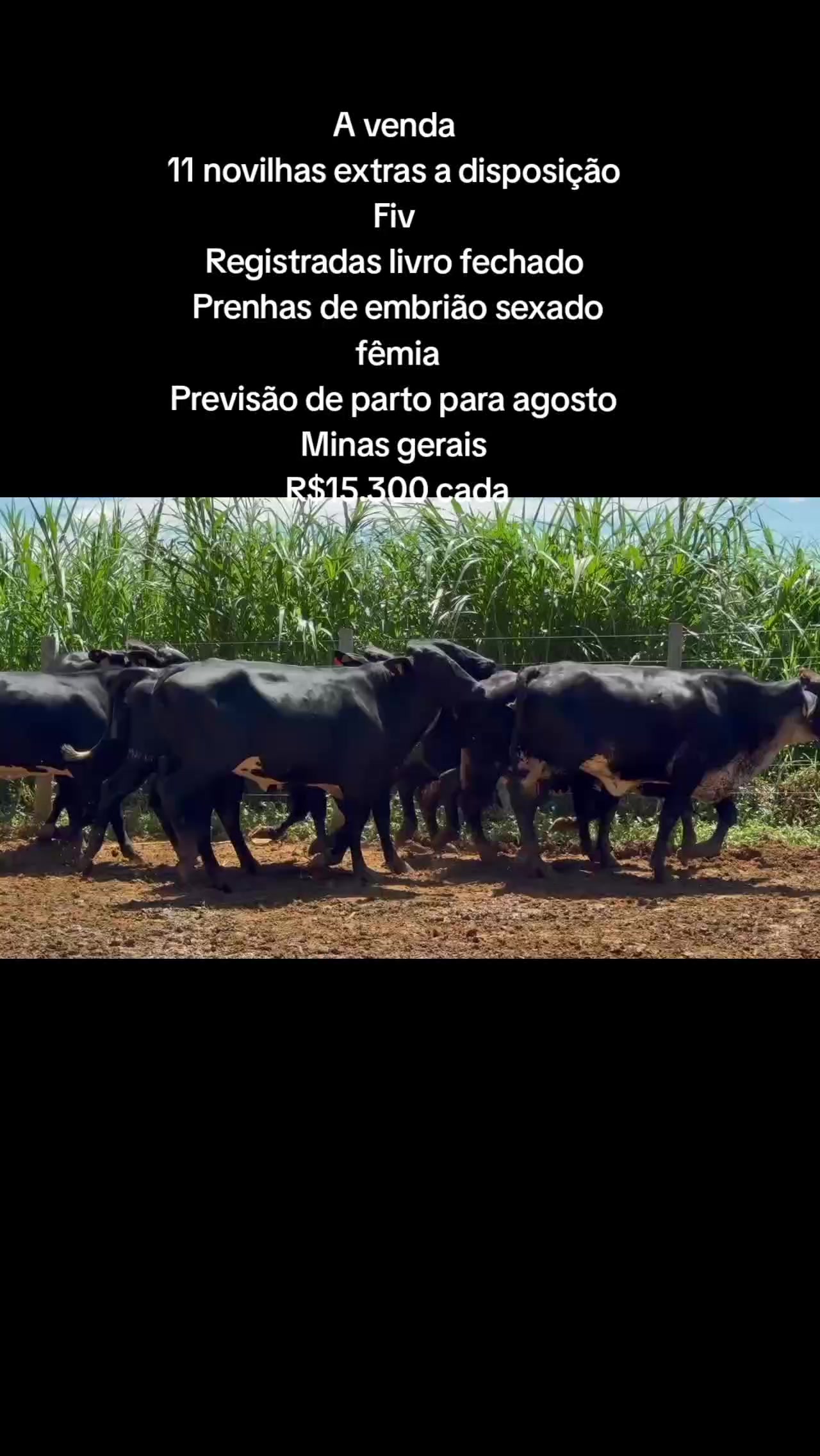 @marketing_do_gado