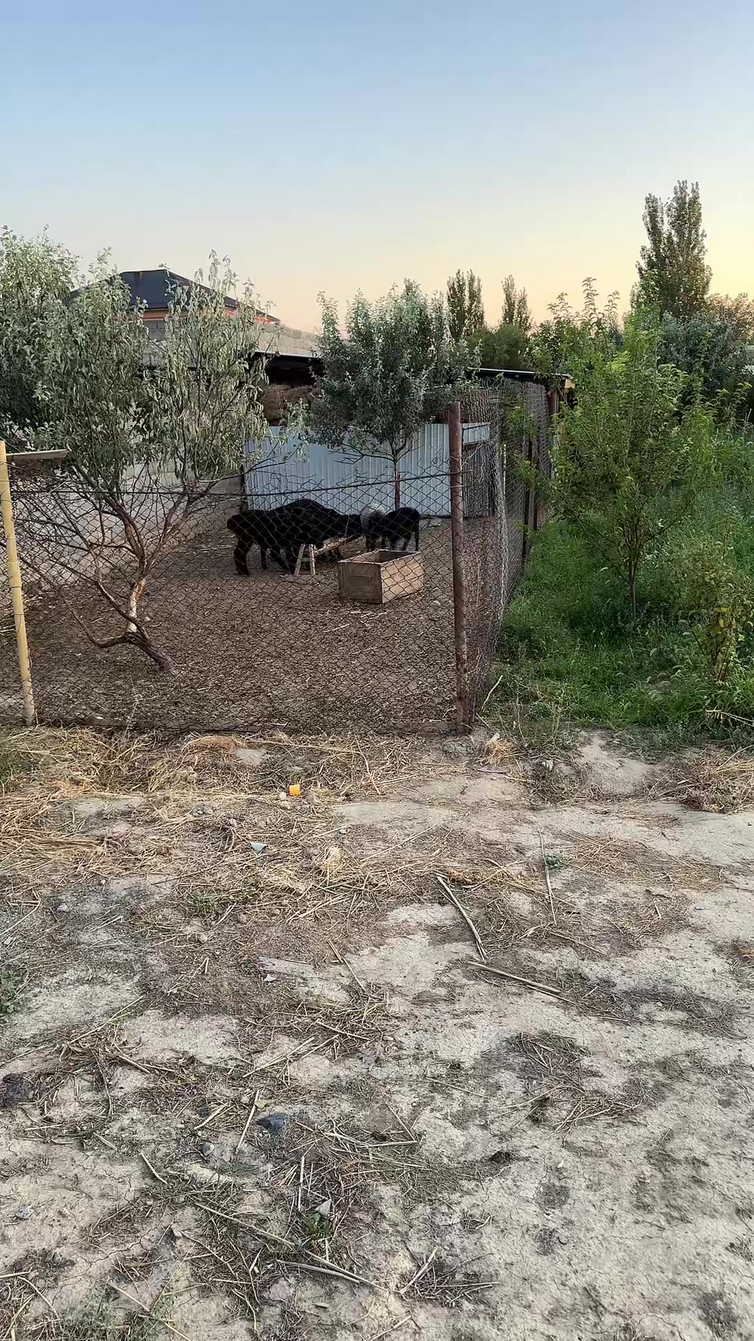 @Оразқызы Жанар